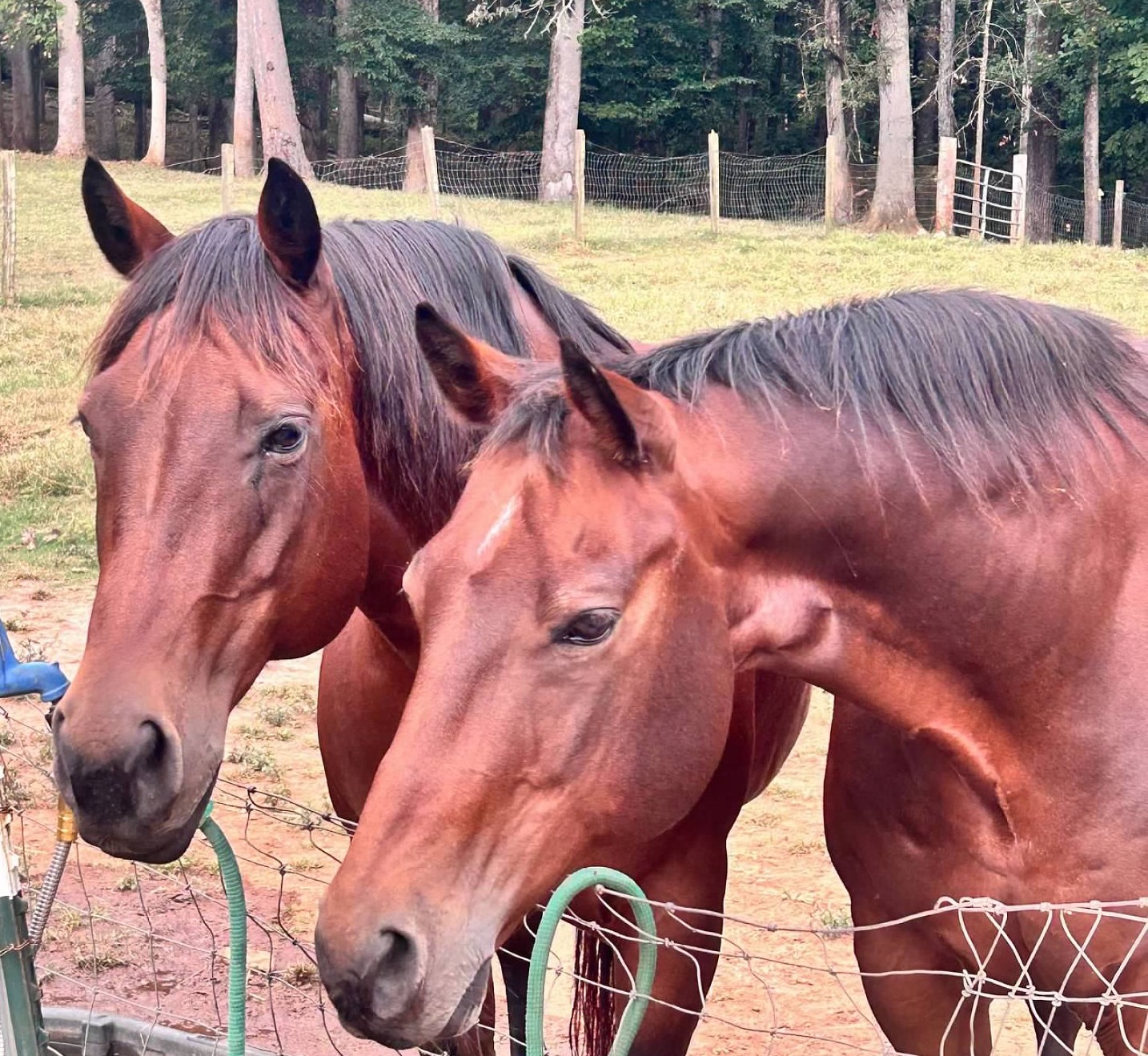 Horse camp